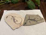  AMPHIBIAN-VERTEBRA-NOTHOSAURIA-JURASSIC-dragon dinosaur fossil 2 pieces 