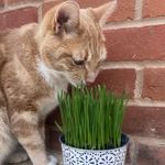 Organic Cat Grass - Wheatgrass Seeds - 10g (Avg. 240 Seeds) - BUY 2 GET 2 FREE
