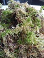 Fresh Sphagnum Moss Terrarium Reptile isopod Terrarium Substrate 1.5 litre