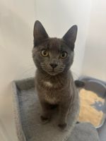 CAN YOU SPARE £1 TO BUY A CAT A DINNER?? RSPCA Rochdale