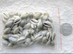 Seashell kodi kawrdi 20 Small Cowrie Shells Green Grey 1 Drilled Hole
