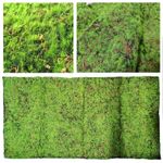 Deluxe Artificial Moss Mat Roll - Bulk SQM Grass Leaf Greenery Wall Turf