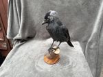 Taxidedermy jack daw. Crow. Rook. Corvid