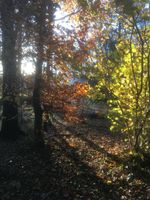 0.5ha Woodland. Yorkshire Dales National Park. Alder, Oak, Rowan, Holly, Hazel.