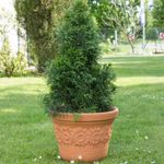 Large Tree Planters Pots Big Garden Plant Pot Terracotta Effect Sunflowers