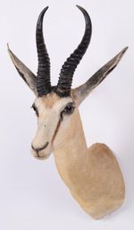 Taxidermy South  African Springbok Mount Adult Male Shoulder Mount 20th century