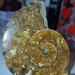 Polished Natural Ammonite Fossil Specimen Spiral Shell Fossils