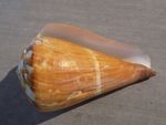 Shell: NEW CONIDAE RHIZOCONUS VEXILLUM XXL 160mm PHILIPPINES F++