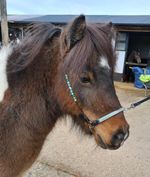 Miniature Shetland In-Hand LEATHER Show Slips Halter Bridle. Show Leads & Chains
