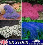 Creeping Thyme Seeds – Hardy Perennial Ground Cover – 1000/2000/5000/10000 Seeds