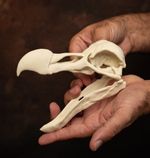 Dodo Skull Replica –Life-Sized 7" Museum Quality Model with Separate Jaw