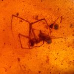 BIG SPIDER in Burmese / Burmite amber fossil / 100% genuine amber