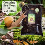 African land snail substrate WOODLAND Snail Soil GALS Moss + Leaves