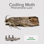 Moth Catcher Attractant - 3 x Cydia pomonella (Codling Moth) Lure