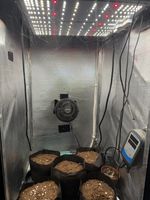 Stealth Grow Cabinet Growbox with Spider Farmer Light and Carbon Filter 