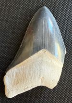 Massive Fossil Otodus megalodon Tooth 3.15” Bone Valley, FL