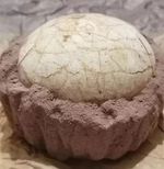 Segnosaur Dinosaur Egg Fossilized Crystallized Fossil Jurassic Cretaceous World