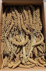 Millet sprays for birds (15kg)