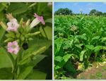 350 x  GOLDEN VIRGINIA TOBACCO SEEDS - PREMIUM EXTRA CLASS