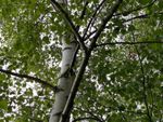 3x Extra Large Silver Birch Trees 6-7ft Tall Supplied in Pots By Direct Plants