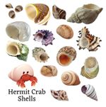 Hermit Crab Shells ~ Mixed, Small, Medium, Large, Deluxe Shells for Hermit Crabs