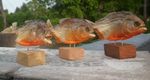 COLLECTION THREE FIRE-RED BELLY PIRANHA FISH. NATTERERI TAXIDERMY DISPLAY, PERU.