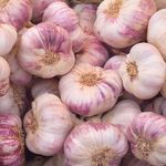 Garlic for planting Vallelado Strong Flavoured  Garlic 20 Cloves Season(Hardy}