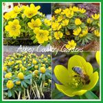40 Winter Aconite (Actively Growing)Plant Now Ready For Spring