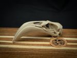 Life Size Flamingo Skull Replica – Realistic 3D Printed Bone Model Display
