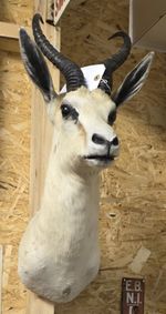 Beautiful Taxidermy African Springbok Mount - Looking Straight (Not Endangered)