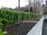 100 Cherry Laurel Fast Growing Evergreen Hedging Plants 40-50cm Tall Potted