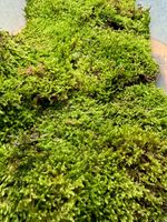 FRESH SHEET MOSS | Natural Live Moss | Carpet Moss | Flat Moss | 30x20cm bag