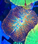 Forest Fire Rhodactis Mushroom Soft Coral Frag