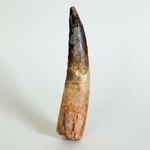 SPINOSAURUS TOOTH Fossil 10 cm (4") LARGE Dinosaur Tooth Cretaceous Morocco