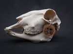 Life Size Sheep Skull Replica – Realistic 3D Printed Bone Model Display