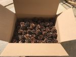 200+ Natural Quality Pine Cones craft  Christmas, decorations Fast Dispatch