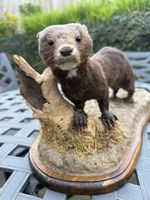 Taxidermy American Mink