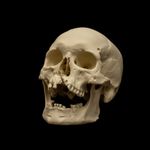 Replica Human Skull Life Size Medieval Warrior Battle of Visby Anatomical Model