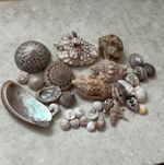 23 x  Collector Shell Specimen Onica Voluta Trocus Mother of Pearl Onica Whelk  