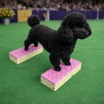 Handcrafted Dog Training Stacking Blocks: Dog Agility, Show Conformation