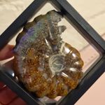 Polished Natural Ammonite Fossil Specimen Cross-Section in Display Frame