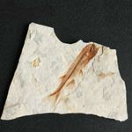 UK China 150 Million Years Ago Lycoptera Real Fish Fossil From Western Liaoning