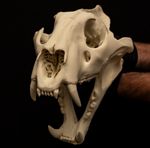 Life Size Bengal Tiger Skull Replica Big Cat Animal Skull Oddities Decor