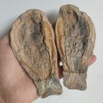 Split Fish Fossil Nodule Pair, Positive & Negative Impression Fossil Specimen