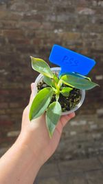 Philodendron Spiritus Sancti – Young Plant (5–7 cm Pot)