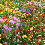 5Kg WILD FLOWER MEADOW SEEDS Wild Bee Plant Seed Bulk Pack Mix Only Pure seeds