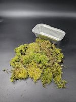 Tamarisk Moss  (tree moss) Unsprayed, Responsibly sourced UK grown on apple wood