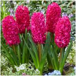 Red Hyacinth 'Jan Bos' X 10 Spring Flowering Bulbs