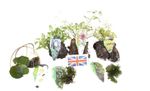 Lincolnshire Pond Plants Native Pack - NNL01