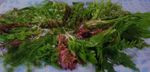 100 FISH TANK PLANTS LIVE AQUARIUM AQUATIC TROPICAL COLDWATER BUNCHED PLANT